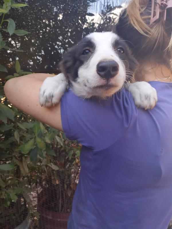 🌟🌟“Dolce, bello e compatibile con tutti: Dylan è il cucciolo che sogni!” Foto 4